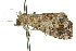  ( - 10ANIC-01829)  @12 [ ] CreativeCommons - Attribution (2010) CBG Photography Group Centre for Biodiversity Genomics