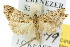  ( - 10ANIC-01830)  @15 [ ] CreativeCommons - Attribution (2010) CBG Photography Group Centre for Biodiversity Genomics