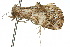  ( - 10ANIC-01831)  @12 [ ] CreativeCommons - Attribution (2010) CBG Photography Group Centre for Biodiversity Genomics