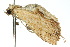  ( - 10ANIC-01832)  @13 [ ] CreativeCommons - Attribution (2010) CBG Photography Group Centre for Biodiversity Genomics