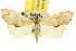  ( - 10ANIC-01833)  @11 [ ] CreativeCommons - Attribution (2010) CBG Photography Group Centre for Biodiversity Genomics