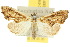  ( - 10ANIC-01834)  @15 [ ] CreativeCommons - Attribution (2010) CBG Photography Group Centre for Biodiversity Genomics