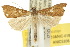  ( - 10ANIC-01835)  @15 [ ] CreativeCommons - Attribution (2010) CBG Photography Group Centre for Biodiversity Genomics