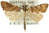  ( - 10ANIC-01837)  @15 [ ] CreativeCommons - Attribution (2010) CBG Photography Group Centre for Biodiversity Genomics