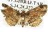  (Paonidia - 10ANIC-01847)  @13 [ ] CreativeCommons - Attribution (2010) CBG Photography Group Centre for Biodiversity Genomics