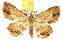  (Artigisa lignicolaria - 10ANIC-01850)  @15 [ ] CreativeCommons - Attribution (2010) CBG Photography Group Centre for Biodiversity Genomics