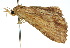  ( - 10ANIC-01851)  @14 [ ] CreativeCommons - Attribution (2010) CBG Photography Group Centre for Biodiversity Genomics