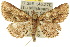  (Artigisa impropria - 10ANIC-01858)  @15 [ ] CreativeCommons - Attribution (2010) CBG Photography Group Centre for Biodiversity Genomics