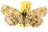  (Pangrapta sp. ANIC1 - 10ANIC-01861)  @15 [ ] CreativeCommons - Attribution (2010) CBG Photography Group Centre for Biodiversity Genomics