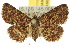  (Artigisa - 10ANIC-01863)  @15 [ ] CreativeCommons - Attribution (2010) CBG Photography Group Centre for Biodiversity Genomics