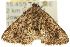  ( - 10ANIC-01864)  @14 [ ] CreativeCommons - Attribution (2010) CBG Photography Group Centre for Biodiversity Genomics