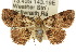  (Panilla spilotis - 10ANIC-01875)  @15 [ ] CreativeCommons - Attribution (2010) CBG Photography Group Centre for Biodiversity Genomics
