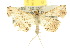  (Catadoides - 10ANIC-01878)  @15 [ ] CreativeCommons - Attribution (2010) CBG Photography Group Centre for Biodiversity Genomics
