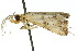 ( - 10ANIC-01879)  @13 [ ] CreativeCommons - Attribution (2010) CBG Photography Group Centre for Biodiversity Genomics