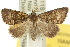  (Elaphristis - 10ANIC-01880)  @15 [ ] CreativeCommons - Attribution (2010) CBG Photography Group Centre for Biodiversity Genomics