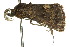  ( - 10ANIC-01885)  @13 [ ] CreativeCommons - Attribution (2010) CBG Photography Group Centre for Biodiversity Genomics