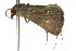  ( - 10ANIC-01888)  @13 [ ] CreativeCommons - Attribution (2010) CBG Photography Group Centre for Biodiversity Genomics