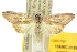  (Prionopterina - 10ANIC-01898)  @15 [ ] CreativeCommons - Attribution (2010) CBG Photography Group Centre for Biodiversity Genomics