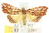  ( - 10ANIC-01904)  @13 [ ] CreativeCommons - Attribution (2010) CBG Photography Group Centre for Biodiversity Genomics