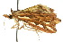  ( - 10ANIC-01905)  @12 [ ] CreativeCommons - Attribution (2010) CBG Photography Group Centre for Biodiversity Genomics