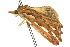  ( - 10ANIC-01906)  @12 [ ] CreativeCommons - Attribution (2010) CBG Photography Group Centre for Biodiversity Genomics