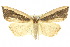  ( - 10ANIC-01907)  @11 [ ] CreativeCommons - Attribution (2010) CBG Photography Group Centre for Biodiversity Genomics