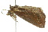  ( - 10ANIC-01908)  @13 [ ] CreativeCommons - Attribution (2010) CBG Photography Group Centre for Biodiversity Genomics