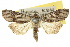  ( - 10ANIC-01913)  @11 [ ] CreativeCommons - Attribution (2010) CBG Photography Group Centre for Biodiversity Genomics