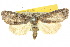  ( - 10ANIC-01917)  @14 [ ] CreativeCommons - Attribution (2010) CBG Photography Group Centre for Biodiversity Genomics