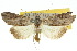 ( - 10ANIC-01924)  @15 [ ] CreativeCommons - Attribution (2010) CBG Photography Group Centre for Biodiversity Genomics