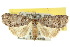  (Calathusa stenophylla - 10ANIC-01932)  @15 [ ] CreativeCommons - Attribution (2010) CBG Photography Group Centre for Biodiversity Genomics