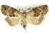  ( - 10ANIC-01934)  @11 [ ] CreativeCommons - Attribution (2010) CBG Photography Group Centre for Biodiversity Genomics