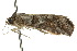  ( - 10ANIC-01937)  @14 [ ] CreativeCommons - Attribution (2010) CBG Photography Group Centre for Biodiversity Genomics
