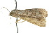  ( - 10ANIC-01938)  @13 [ ] CreativeCommons - Attribution (2010) CBG Photography Group Centre for Biodiversity Genomics