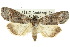  ( - 10ANIC-01943)  @11 [ ] CreativeCommons - Attribution (2010) CBG Photography Group Centre for Biodiversity Genomics