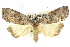  ( - 10ANIC-01944)  @11 [ ] CreativeCommons - Attribution (2010) CBG Photography Group Centre for Biodiversity Genomics