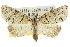  ( - 10ANIC-01946)  @11 [ ] CreativeCommons - Attribution (2010) CBG Photography Group Centre for Biodiversity Genomics