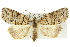  ( - 10ANIC-01947)  @11 [ ] CreativeCommons - Attribution (2010) CBG Photography Group Centre for Biodiversity Genomics