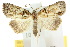  ( - 10ANIC-01948)  @11 [ ] CreativeCommons - Attribution (2010) CBG Photography Group Centre for Biodiversity Genomics