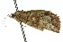  ( - 10ANIC-01952)  @12 [ ] CreativeCommons - Attribution (2010) CBG Photography Group Centre for Biodiversity Genomics