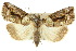  ( - 10ANIC-01954)  @15 [ ] CreativeCommons - Attribution (2010) CBG Photography Group Centre for Biodiversity Genomics