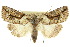  ( - 10ANIC-01955)  @15 [ ] CreativeCommons - Attribution (2010) CBG Photography Group Centre for Biodiversity Genomics