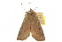  ( - 10ANIC-01964)  @13 [ ] CreativeCommons - Attribution (2010) CBG Photography Group Centre for Biodiversity Genomics