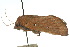  ( - 10ANIC-01965)  @12 [ ] CreativeCommons - Attribution (2010) CBG Photography Group Centre for Biodiversity Genomics
