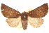  ( - 10ANIC-01968)  @14 [ ] CreativeCommons - Attribution (2010) CBG Photography Group Centre for Biodiversity Genomics