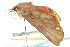  ( - 10ANIC-01971)  @13 [ ] CreativeCommons - Attribution (2010) CBG Photography Group Centre for Biodiversity Genomics