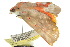  ( - 10ANIC-01972)  @13 [ ] CreativeCommons - Attribution (2010) CBG Photography Group Centre for Biodiversity Genomics