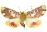  (Hypsidia erythropsalis - 10ANIC-01975)  @15 [ ] CreativeCommons - Attribution (2010) CBG Photography Group Centre for Biodiversity Genomics