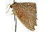  ( - 10ANIC-01983)  @13 [ ] CreativeCommons - Attribution (2010) CBG Photography Group Centre for Biodiversity Genomics