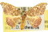  (Astatochroa - 10ANIC-01985)  @15 [ ] CreativeCommons - Attribution (2010) CBG Photography Group Centre for Biodiversity Genomics